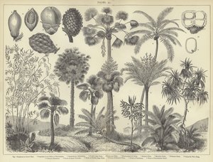 Palmas