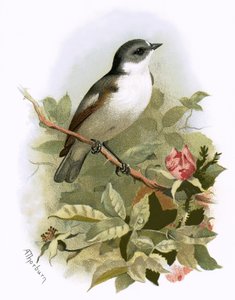 Papamoscas cerrojillo