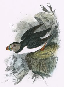 Frailecillo