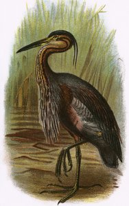 Garza morada
