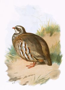 Perdiz de patas rojas