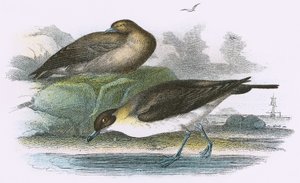 Skuá de Richardson