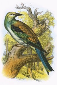 Carraca