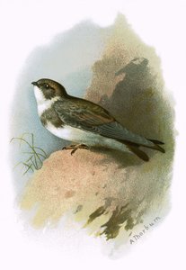Abejaruco
