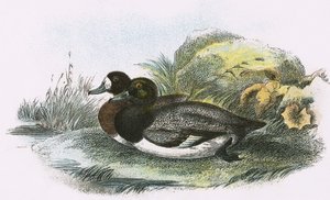 Pato porrón