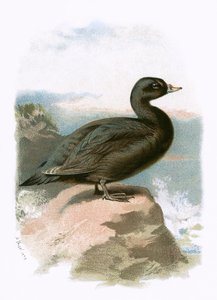 Negrón