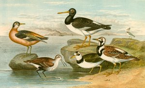 Aves marinas