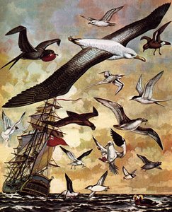 Aves marinas del mundo