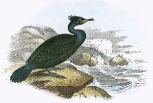 Cormorán