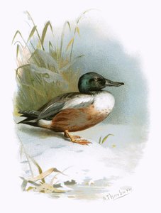 Pato cuchara