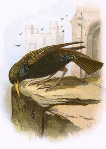Estornino
