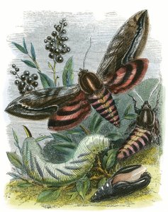 El Vivario de Mariposas