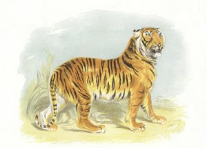 Tigre