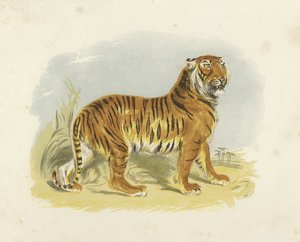 Tigre