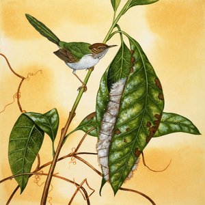 Pájaro no identificado