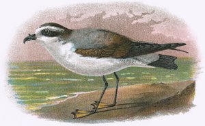 Petrel de vientre blanco