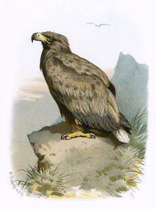 Águila de cola blanca