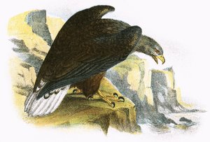 Águila marina de cola blanca