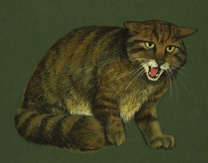 Gato Montés
