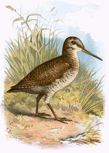 Becada