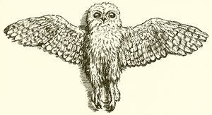 El águila y el búho