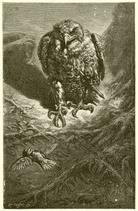 El halcón y el ruiseñor