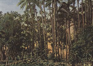Bosque de Cocoteros