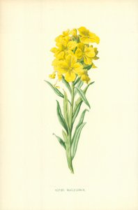Alhelí alpino