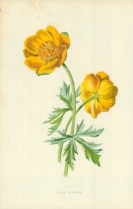 Flor de Globo