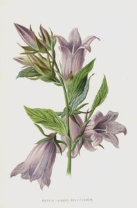 Campanilla de Hoja de Ortiga