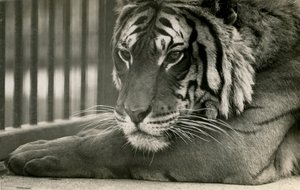 Tigre Sam en el Zoológico de Londres, 1925