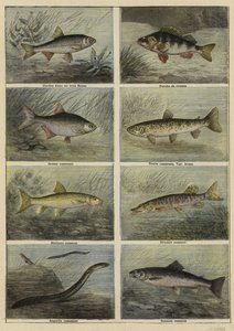 Peces de agua dulce franceses