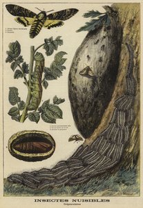 Insectos dañinos: Esfinge de la calavera