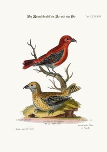 Los piquituertos, macho y hembra, 1749-73