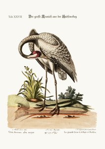 La grulla de Hudson