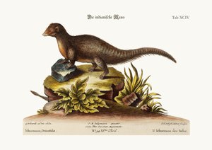 El ichneumon indio
