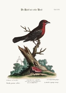 El Mirlo Pechirrojo, 1749-73