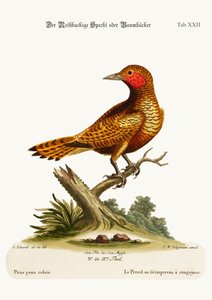 El pájaro carpintero de mejillas rojas, 1749-73