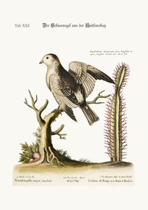 El Pájaro de Nieve de la Bahía de Hudson, 1749-73