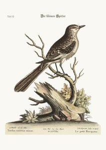 El pájaro burlón menor, 1749-73