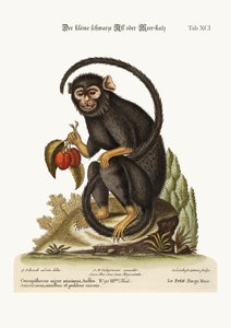 El pequeño mono negro, 1749-73