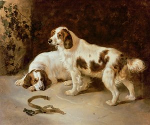 Spaniels de Bretaña