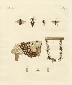 Abejas