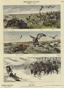 Migraciones de Animales