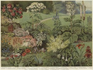 Plantas ornamentales
