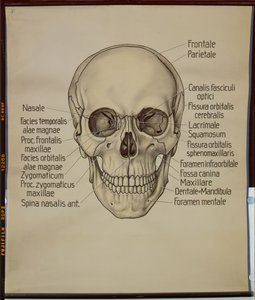 Póster de un cráneo humano