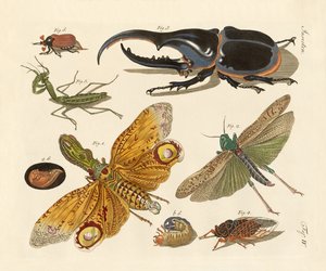 Insectos extraños