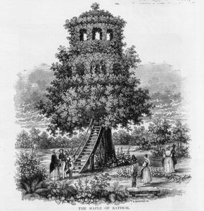 El arce de Ratibor, Silesia, 1893