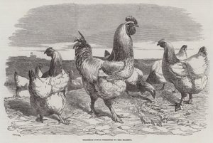 Gallinas de Shanghái presentadas a Su Majestad