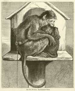 El Mono Enfermo